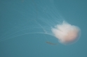34 Jellyfish 3